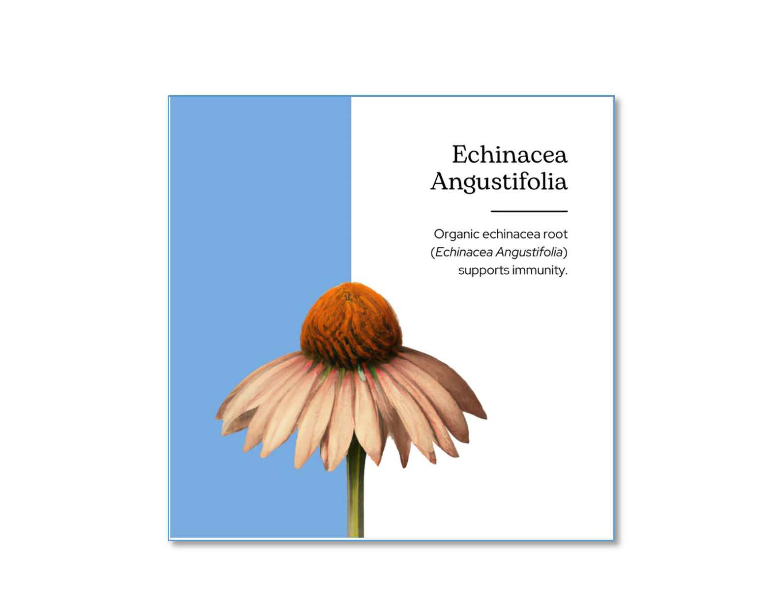 nakayoshi　エキナケア nakayoshi エキナケア エキナケアのど飴 – 漢方なごや花