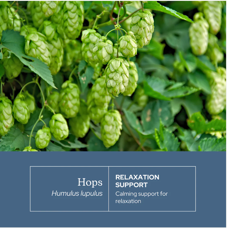 【期間限定・送料無料】ホップ 90カプセル